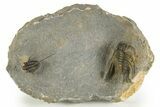 Multi-Toned Leonaspsis Trilobite With Spiny Cyphaspis #323479-3